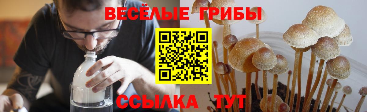 Псилоцибиновые грибы Cubensis  Вход с VPN  Нефтекамск 